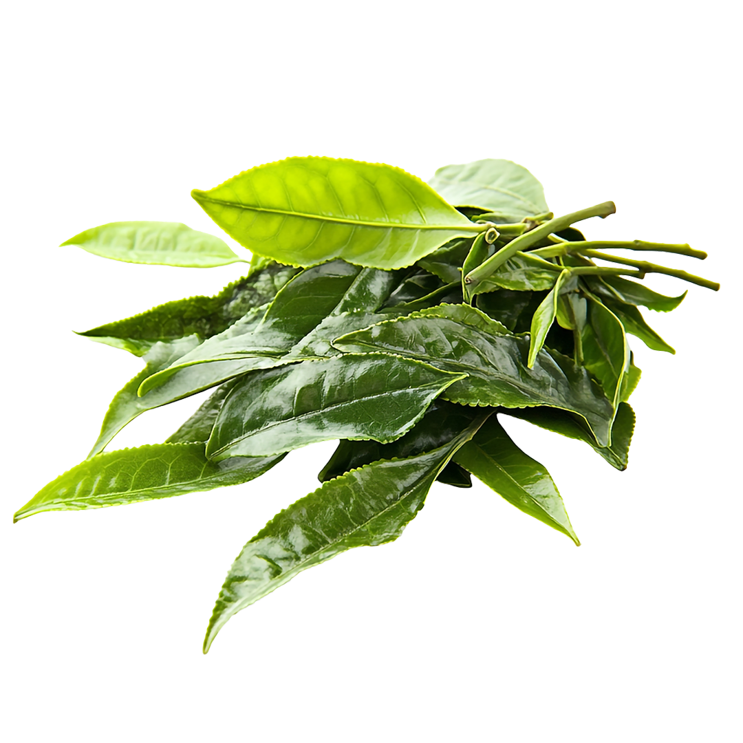 Camellia sinensis leaf