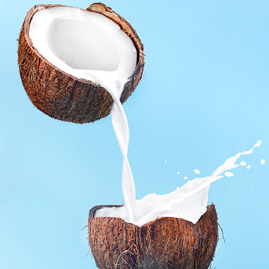 Cocos nucifera