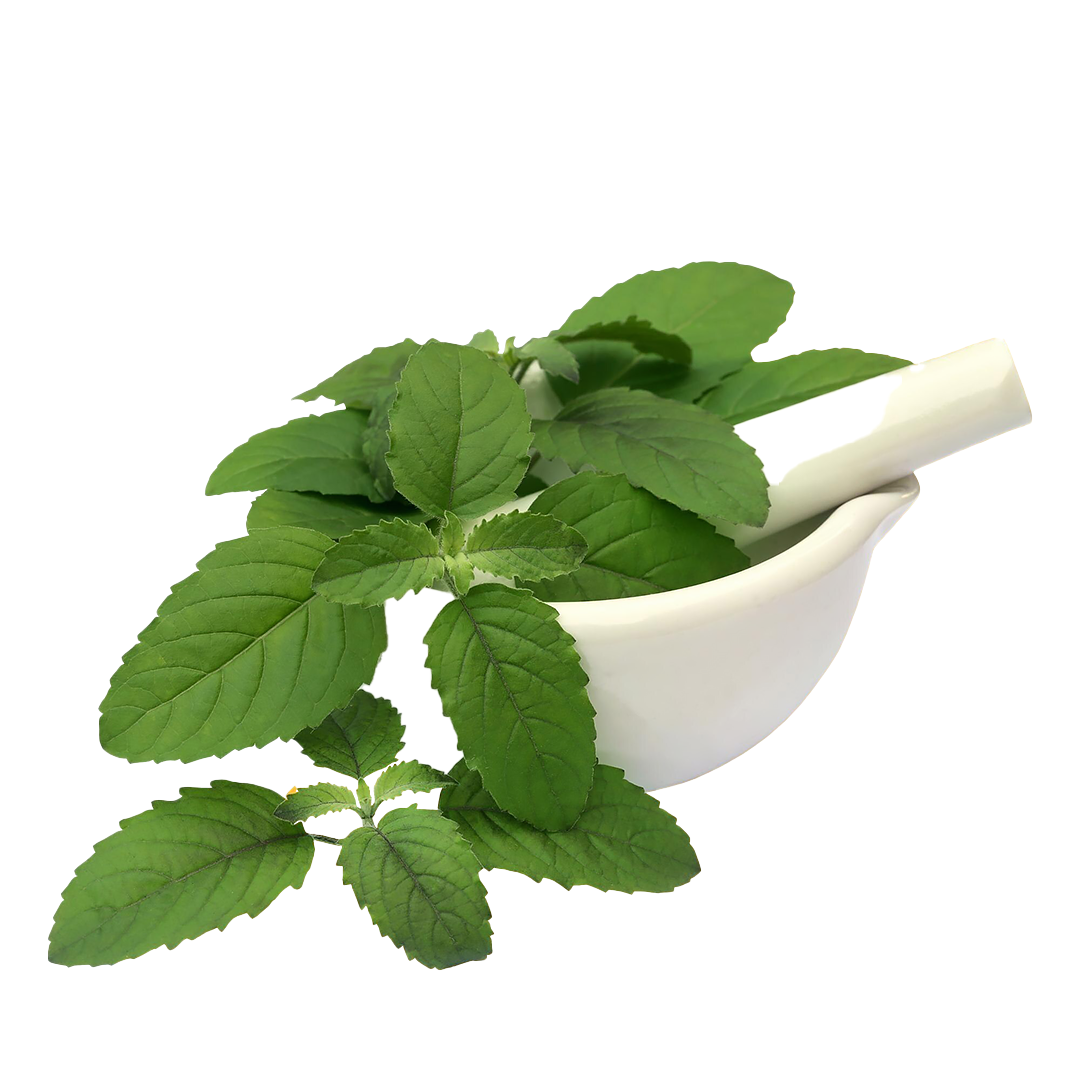 Ocimum sanctum