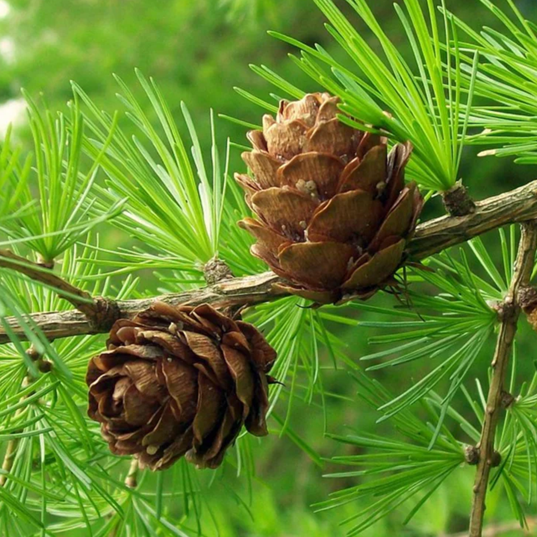 Larix europea wood extract