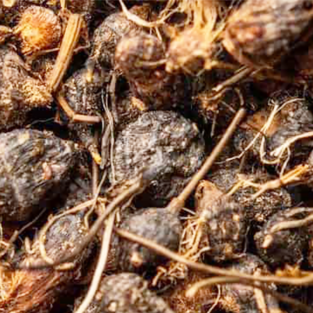 Cyperus rotundus